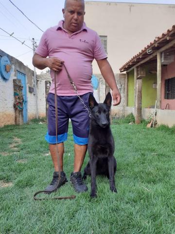 Adestramento e venda de cães de guarda prontos - Foto 2