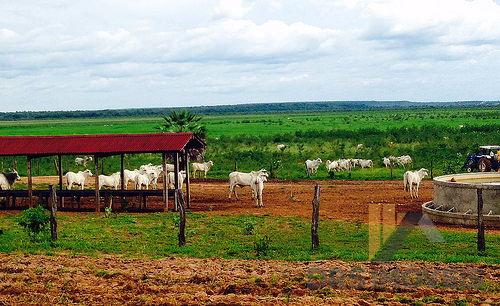 Rural fazenda - Bairro Centro em Corrente - Foto 6