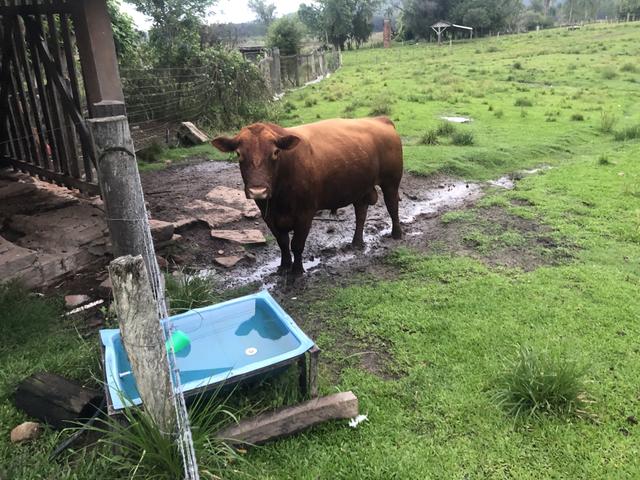 Troca de touro Red Angus - Foto 4