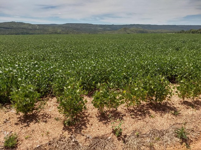 Fazenda com 500ha para soja, Potencial pra Irrigação!! - Foto 4