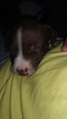 Pitbull