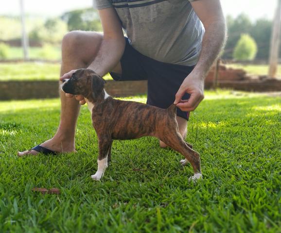 Filhotes de Boxer com registro Pedigree