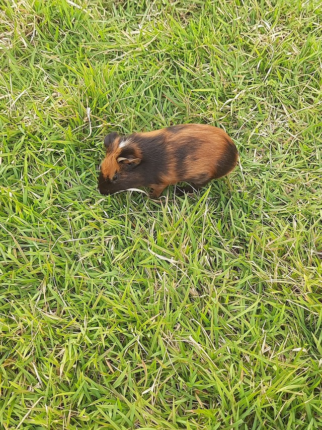 Vendo 3 filhotes de porquinhos da Índia