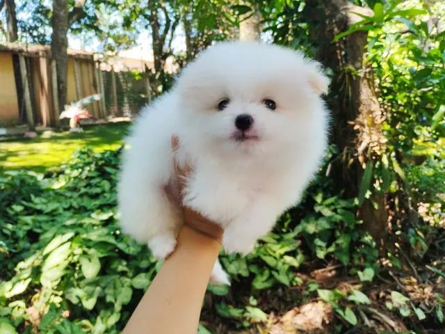 Lulu da Pomerânia  - Foto 5