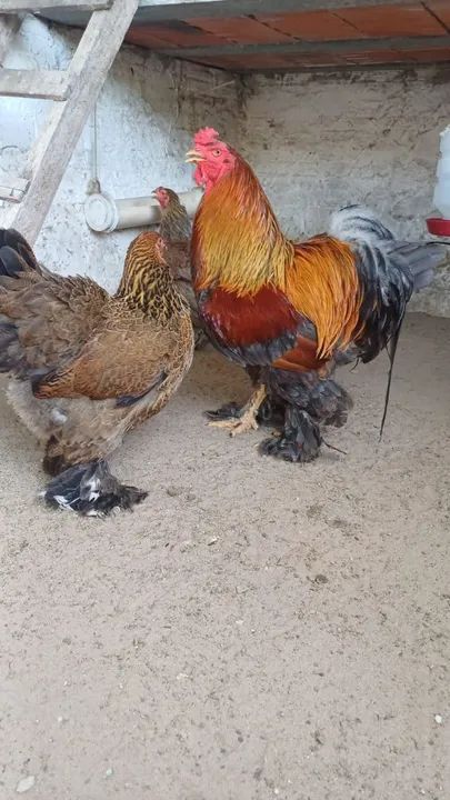 Galo Brahma Gigante - Foto 2