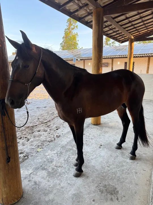 Cavalo Mangalarga Marchador Registrado Definitivo  - Foto 2