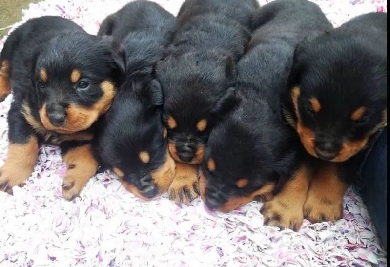 Rottweiler 5 machos e 3 fêmeas 