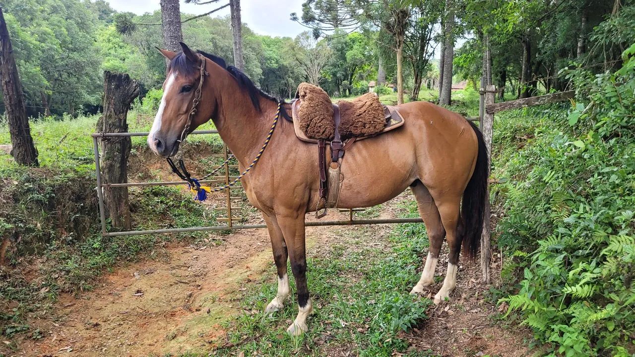 Cavalo quarto de milha 