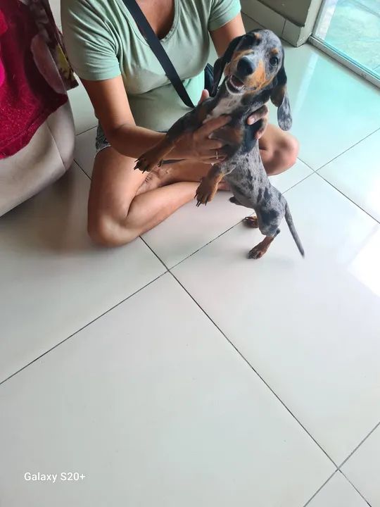 Dachshund salsicha macho 