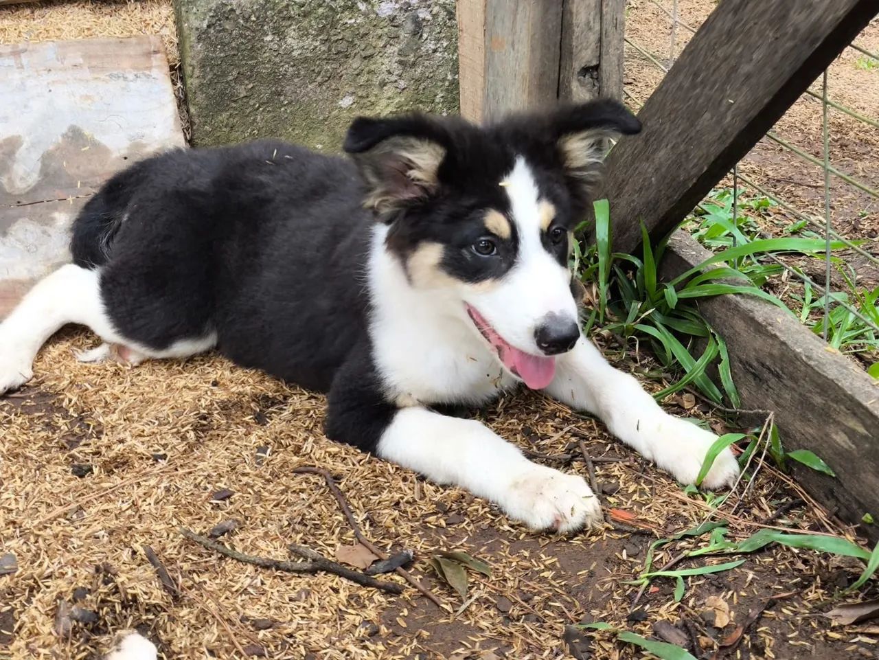 ÚLTIMO!!BORDER COLLIE 20% OFF!!!COM PROCEDÊNCIA!!! - Foto 2