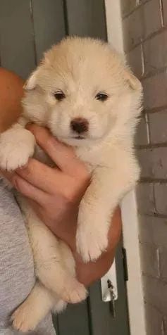 Samoiedo disponivel femea e machos - Foto 3