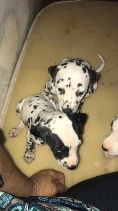 Dalmata filhotes vacinados a pronta entrega.. - Foto 4
