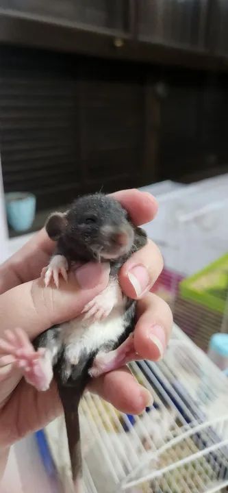 Twisters Dumbo - Foto 5