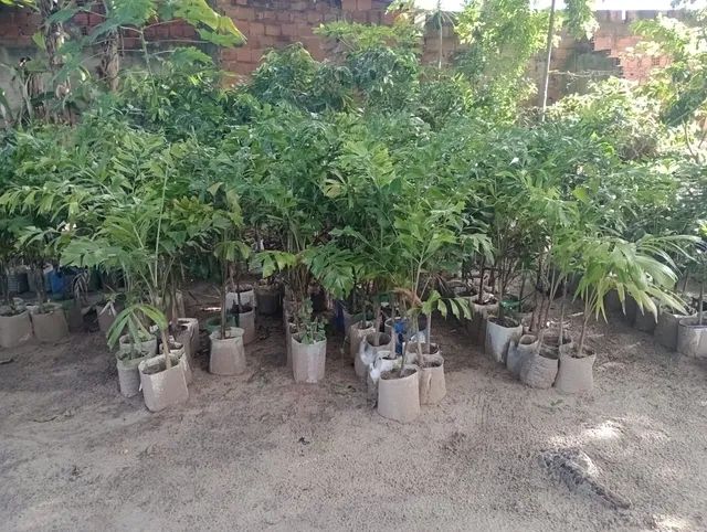 Palmeira rabo de raposa - Foto 4