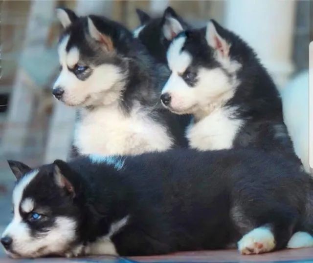 Husky Siberiano Todas as cores, excelente padrão da raça, com assistência vet. gratuito - Foto 2