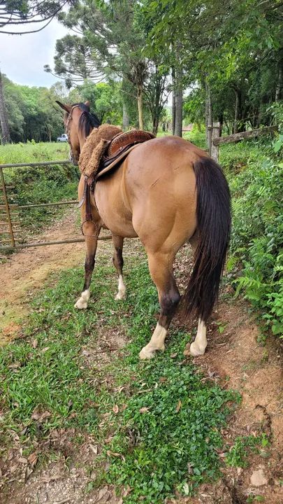 Cavalo quarto de milha  - Foto 3