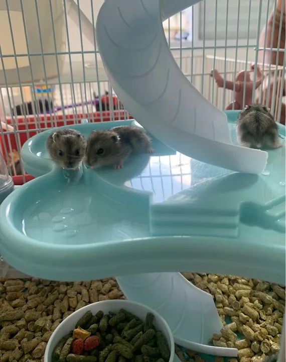 Filhote Humster Anão Russo - Foto 3