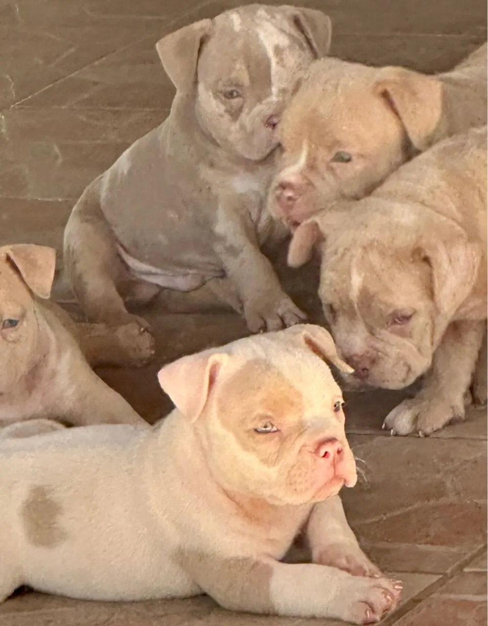 AMERICAN BULLY TOP ?É PRA DESAPEGAR !!!?