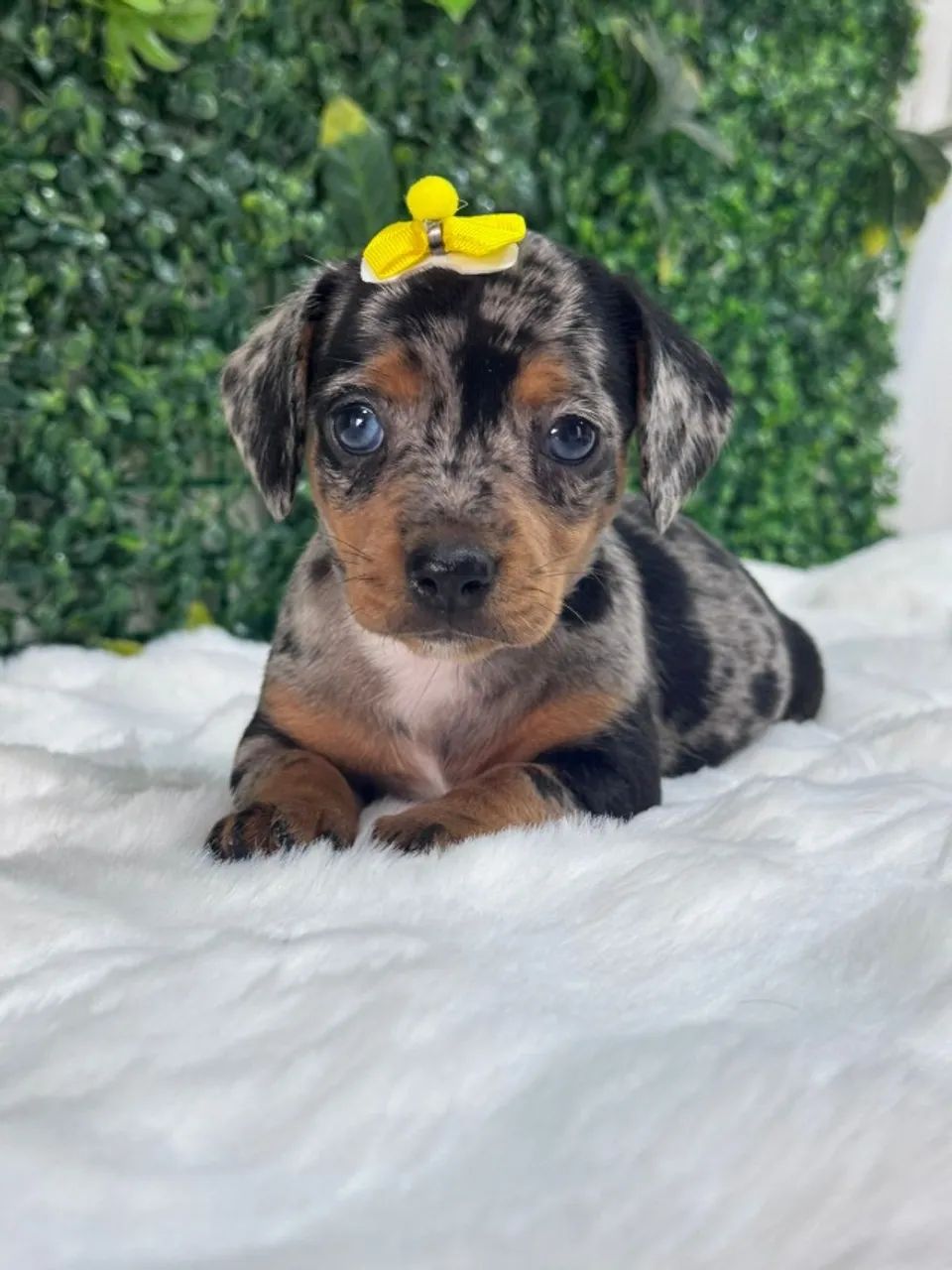 dachshund 