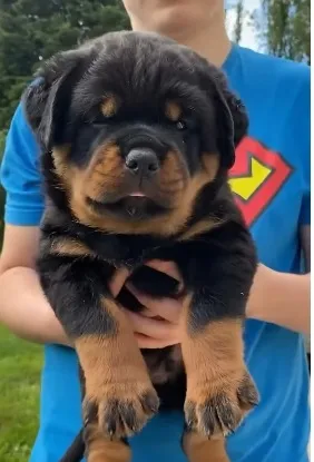 TENHA O QUE Á DE MELHOR NO MUNDO EM ROTTWEILER ALEMÃO, CHAMA NO WHATSAPP.