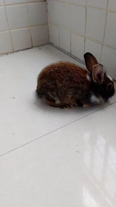 Coelha gigante de Flandres  - Foto 5