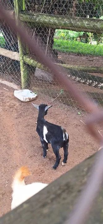 Cabritos Preta e Branca e pampa - Foto 4