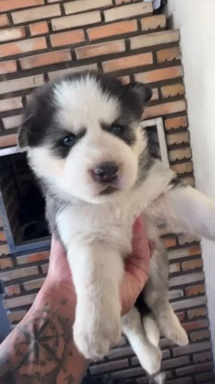 Filhote de Husky Siberiano