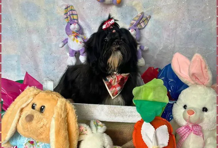 Shih-tzu preta fêmea castrada