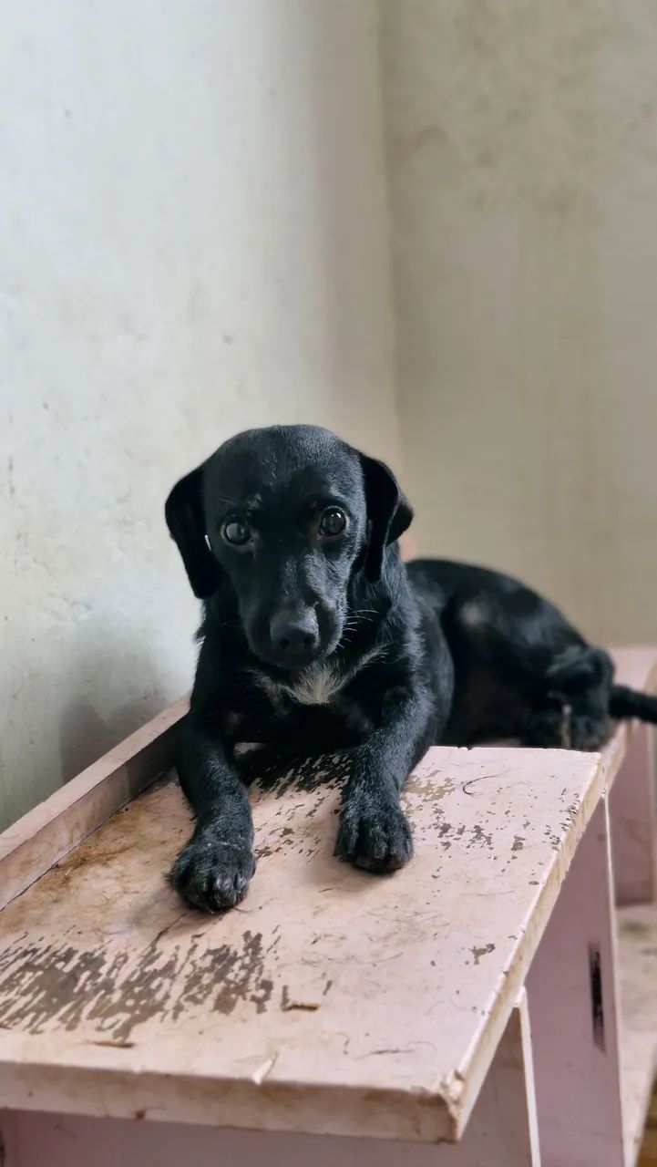 Cachorro preto de porte pequeno - Foto 2