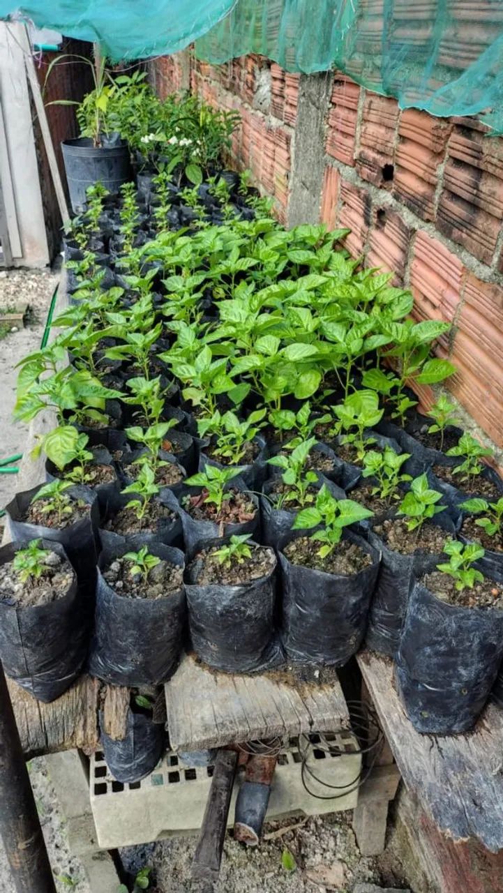 Vendo mudas de  pimenta de cheiro. (3reais a unidade) - Foto 3