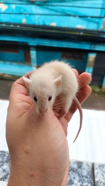 Rato twister  - Foto 4