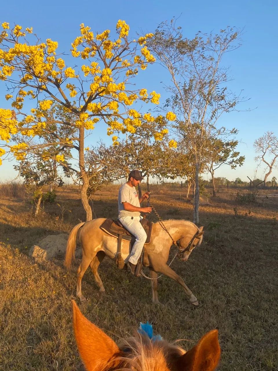Potro Paint horse - Foto 4
