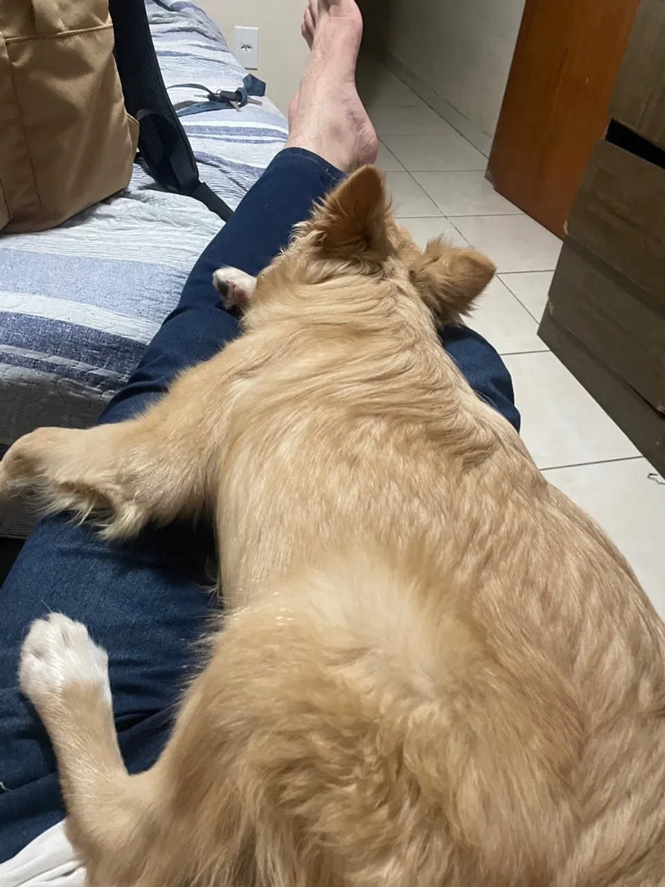 Doação Border Collie