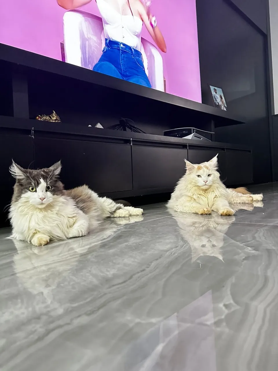 CASAL MAINE COON MACHO E FEMEA ADULTOS