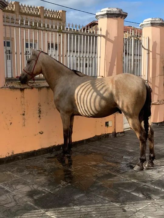 Cavalo Mangalarga Marchador/egua/potro