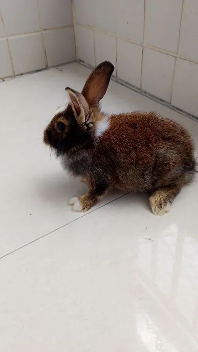 Coelha gigante de Flandres  - Foto 3