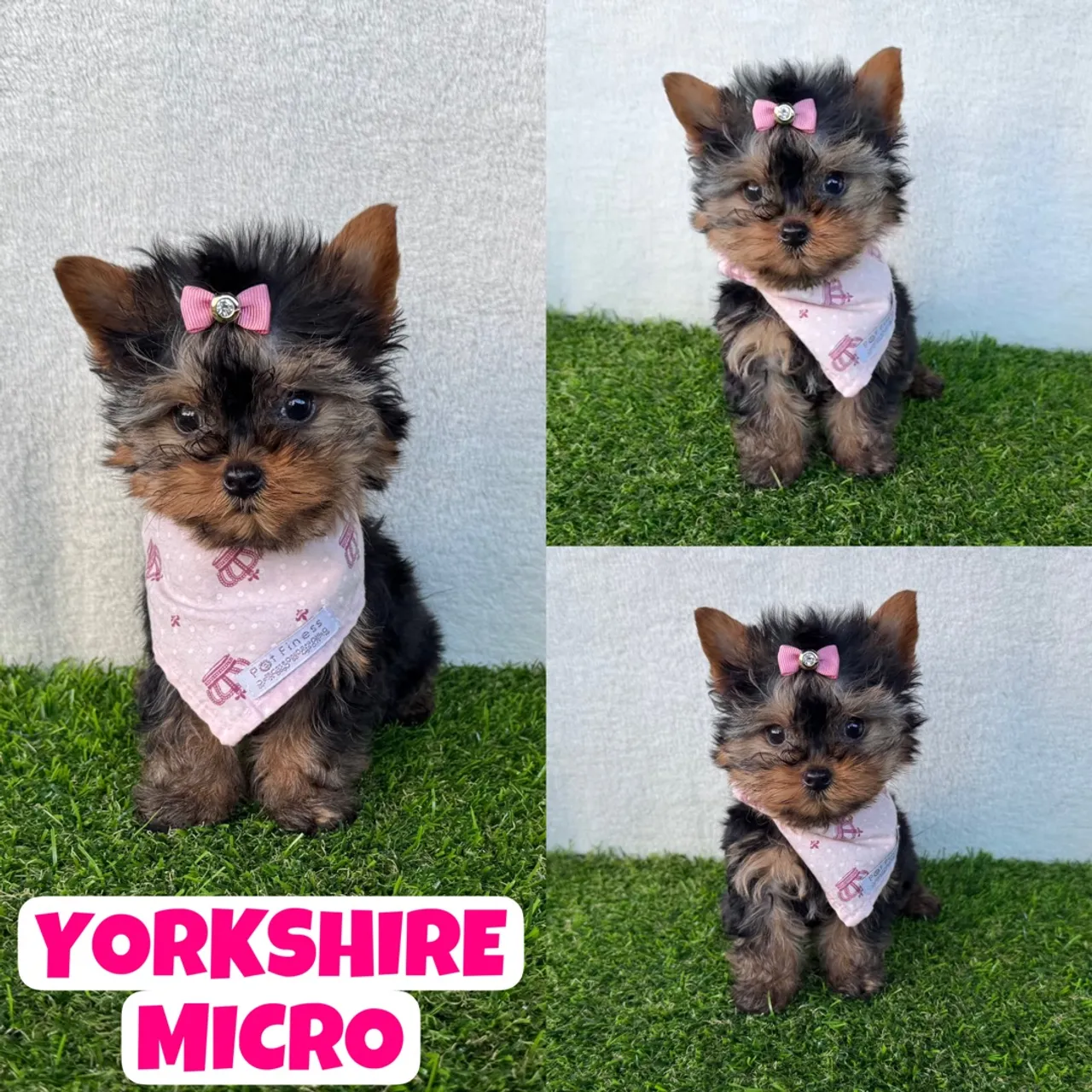 Belíssima Feminha de Yorkshire Micro aqui no Puppy Stop