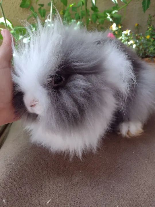 Mini Lion alto padrão  - Foto 6