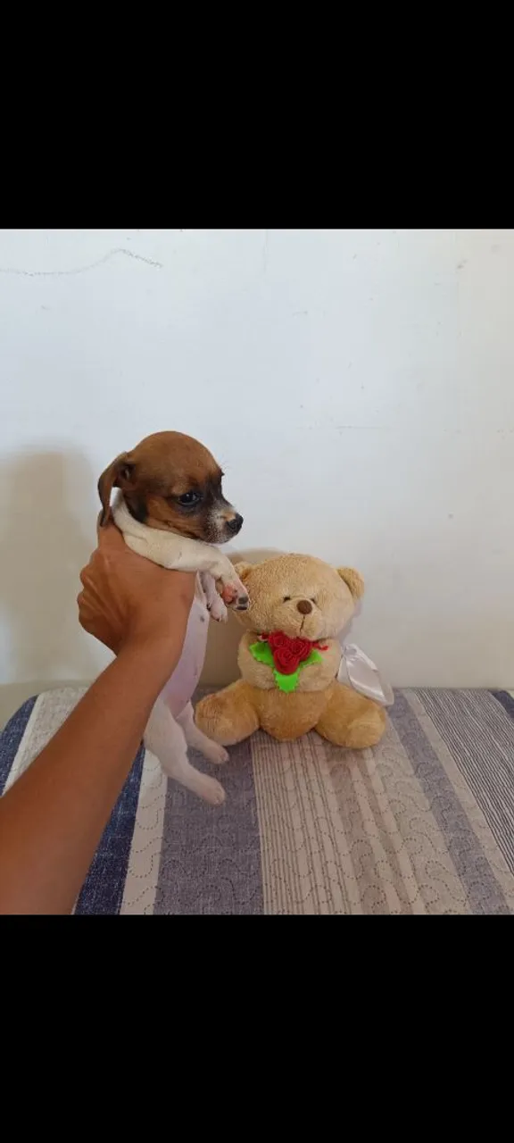 Fêmea salsicha