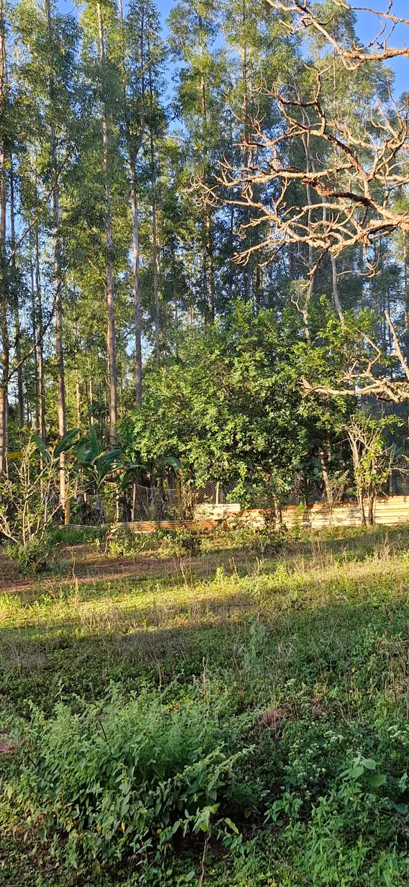 Eucalipito para lenha