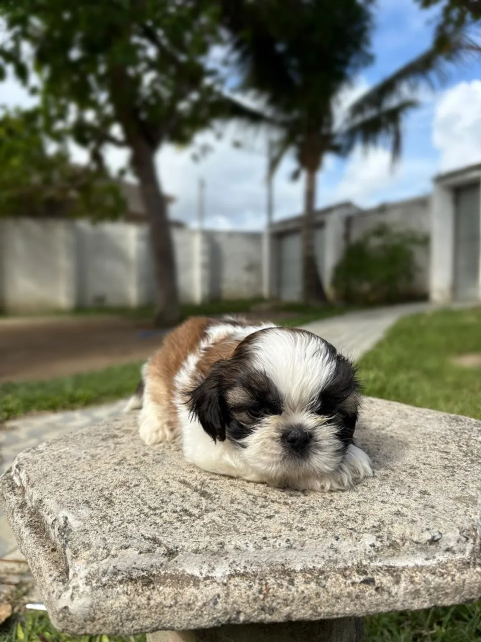 Shih Tzu Macho