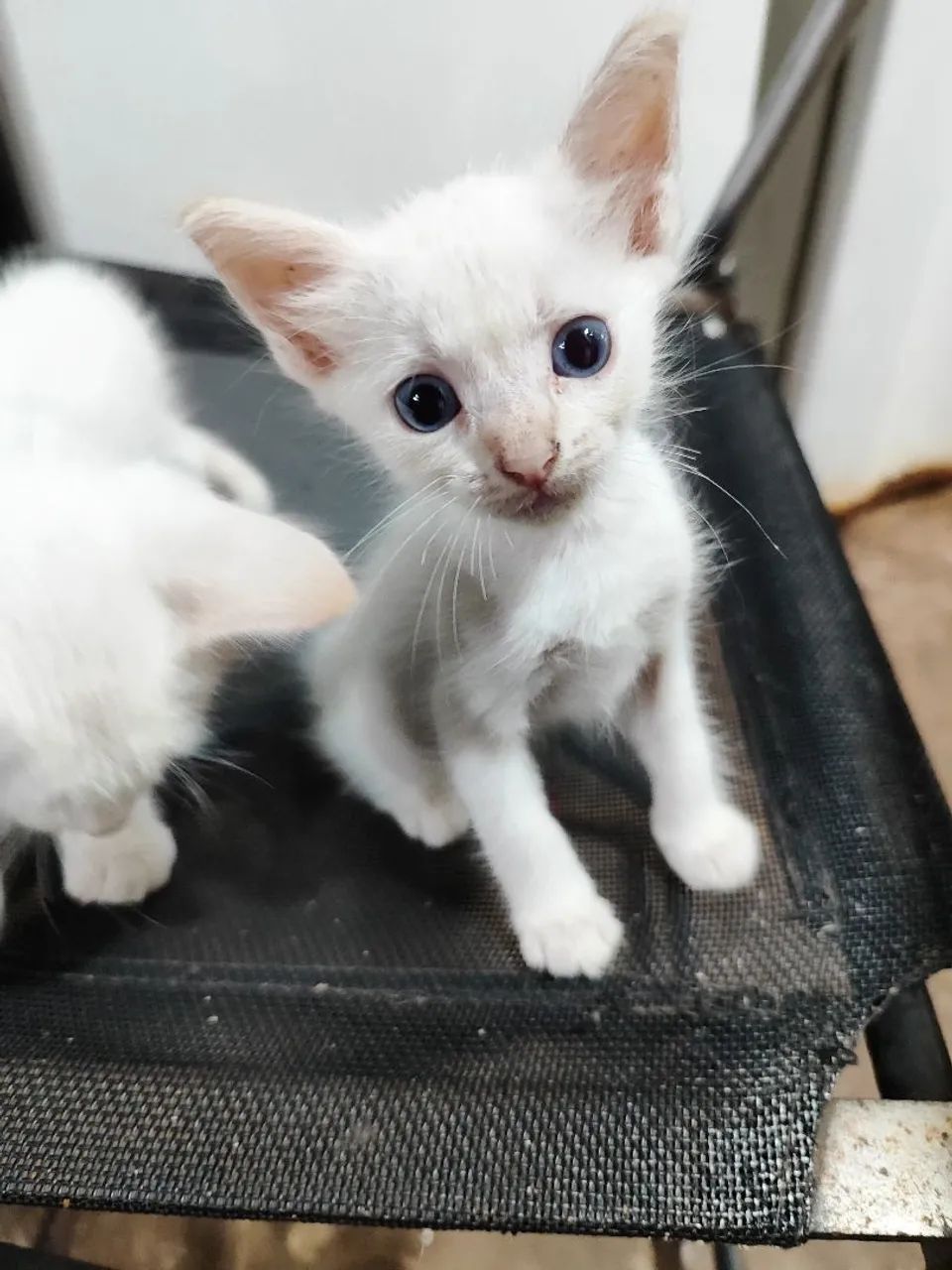 Doação de gatinhos - Foto 4