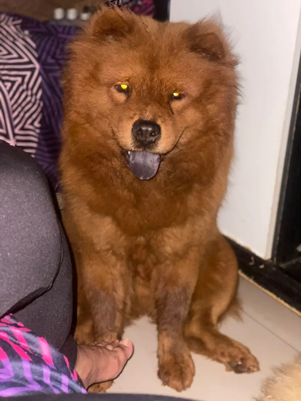 Chow Chow - Filhote Fofo e Carinhoso