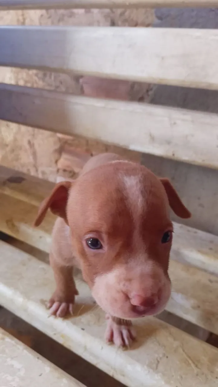 Filhote de Pitbull aceito troca