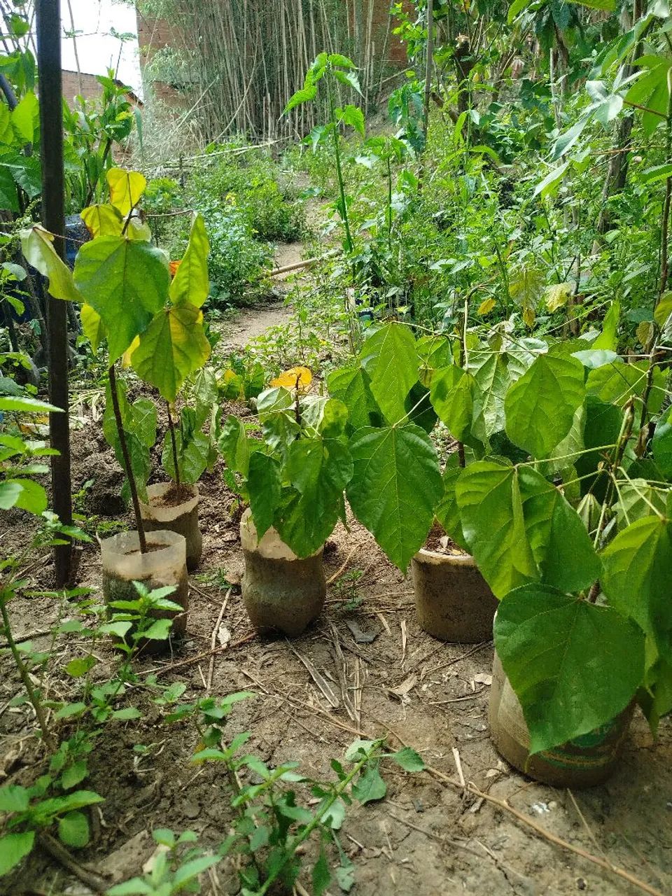 Mudas de colorau urucum  - Foto 5