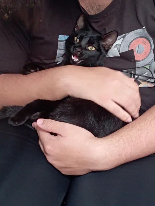 Gatinho preto disponível para adoção - Foto 2