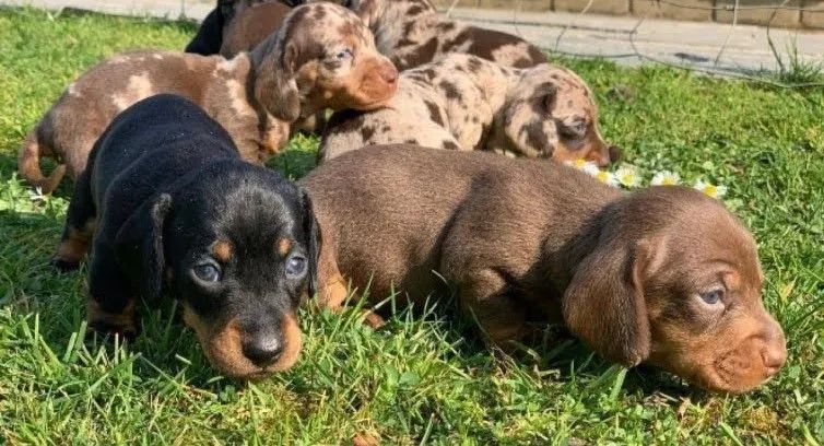 Dachshund Teckel salsichinha 