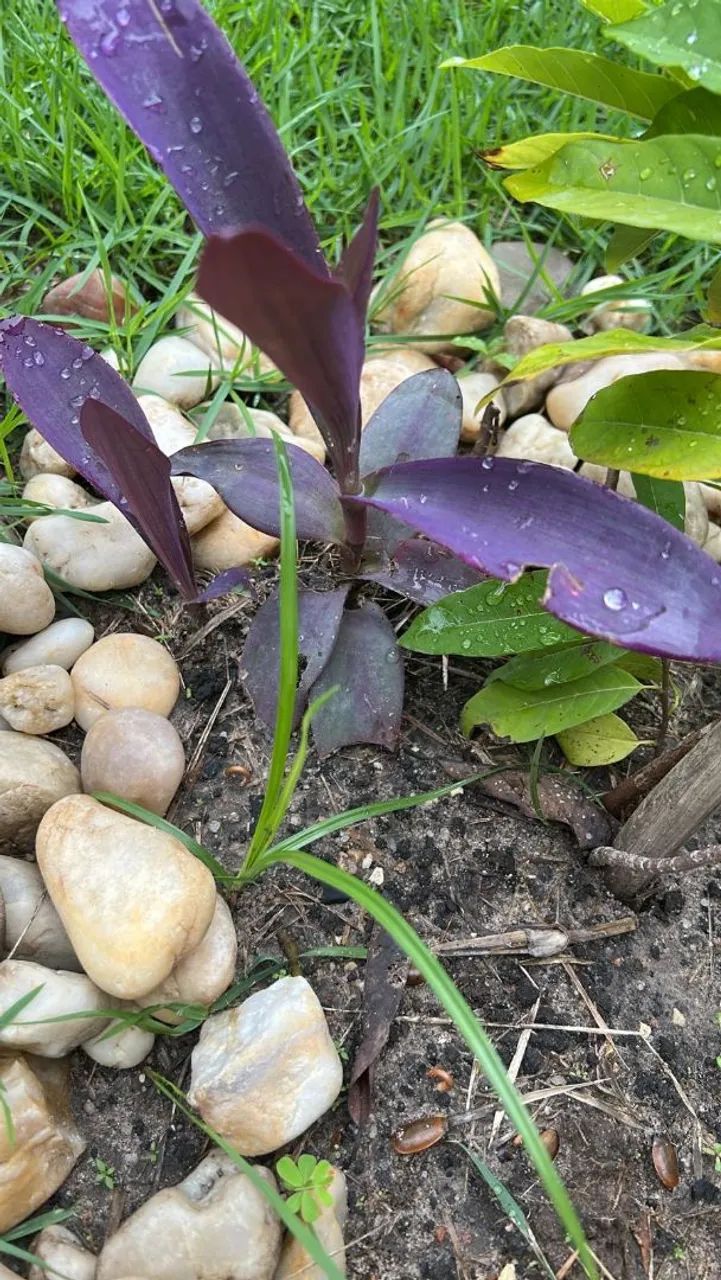 Mudas de plantas variadas - Foto 2