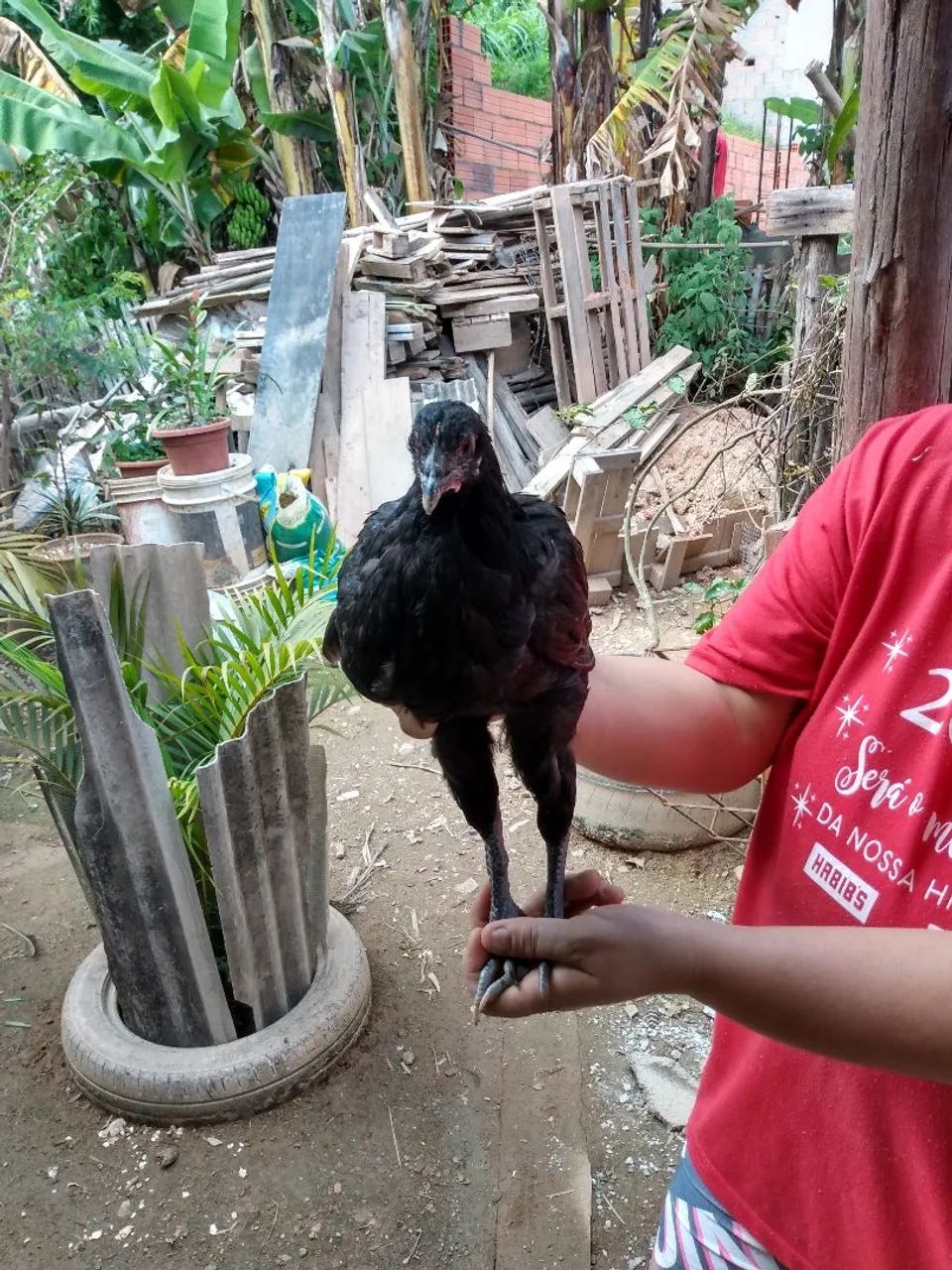 Franga gigante negro de jersey  - Foto 4