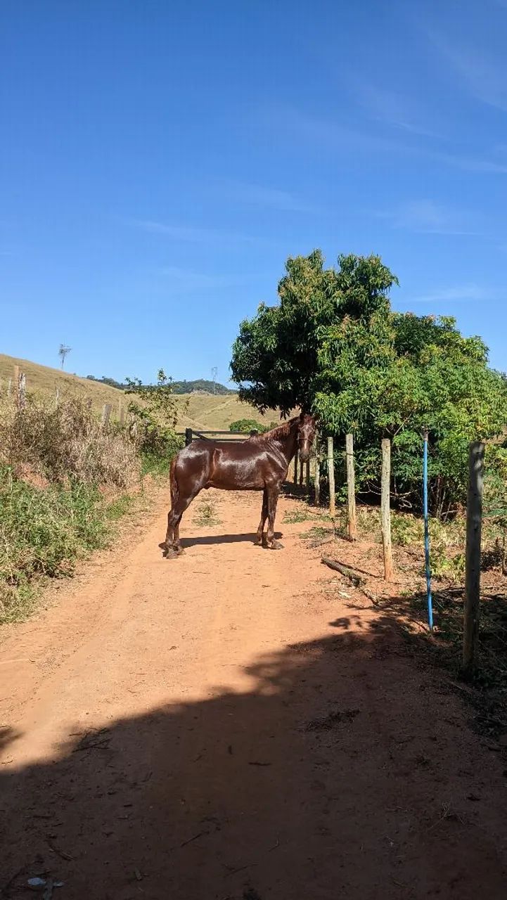 Cavalo marcha picada